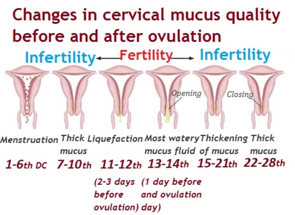 Can You Still Get Pregnant Without Ovulation? Understanding Anovulation